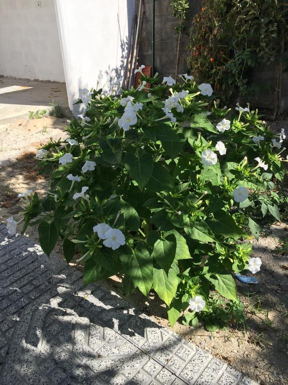 ארקוס דה ואלדבז Casinha Da Vila מראה חיצוני תמונה